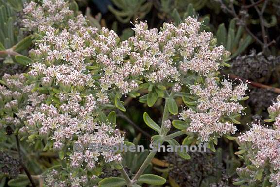 eriogonum arborescens 1 graphic